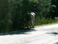 /album/sila-in-moto1/buturo-mucca-jpg/